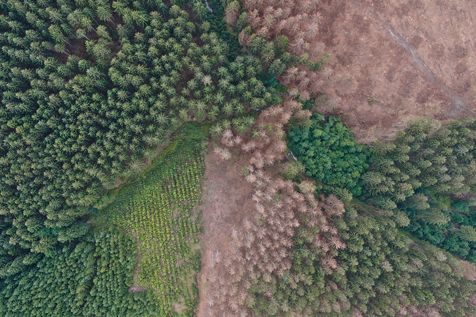 WindkraftimForst_Aufforstung_DJI_0269